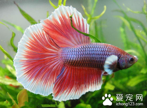 怎么使用氧化剂治鱼病 氧化剂治鱼病的方法