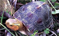 观赏龟的饲养 陆栖龟家庭饲养的设施要求