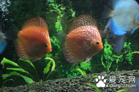 治鱼病没经验怎么办 不要着急先找准病状