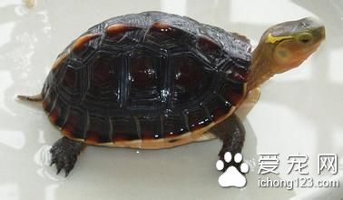 黄缘盒龟养殖 黄缘盒龟的室内饲养注意事项