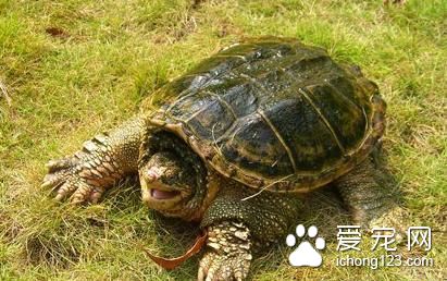 蛇鳄龟怎么饲养 蛇鳄龟庭院饲养需要注意事项