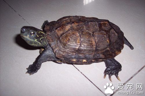 乌龟烂爪 乌龟烂爪症的原因及预防的方法