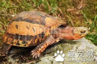 黄额盒龟如何饲养 黄额盒龟室内饲养注意事项