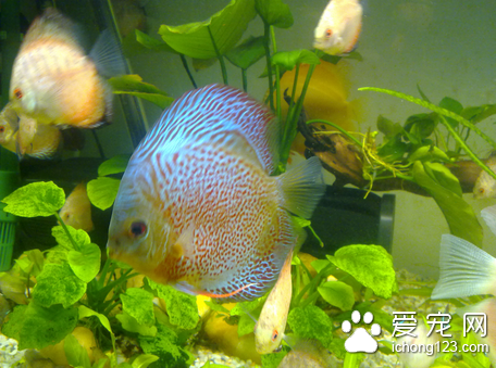 热带鱼病害越来越多怎么办 病源不同治疗方法不同