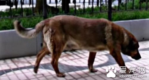 狗狗在主人去世医院门口苦等12年 结局却如此悲惨