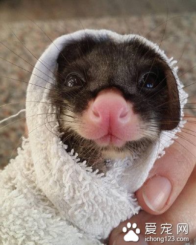 带着孩子的母负鼠被车撞飞 司机救回小负鼠