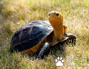 观赏龟怎么养 陆栖龟家庭饲养的基本要求