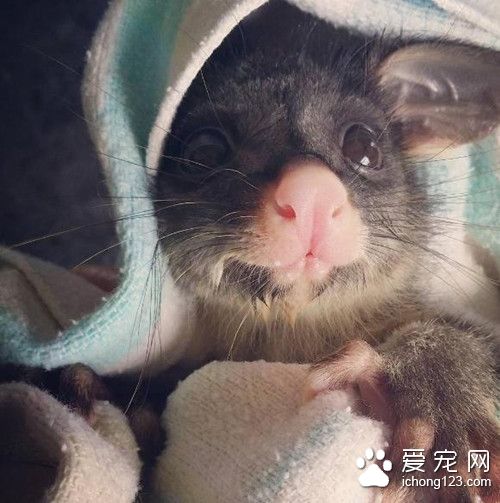 带着孩子的母负鼠被车撞飞 司机救回小负鼠