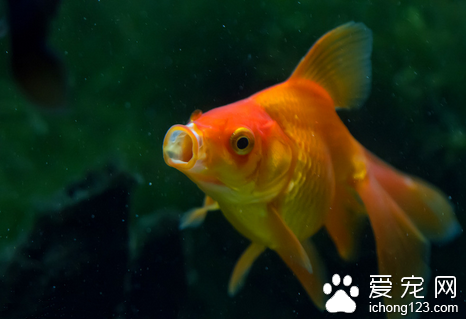 怎么使用其他抗菌药治鱼病 治疗鱼病大全