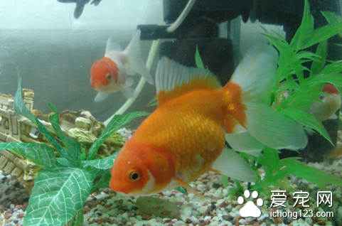 鱼全身长满白点怎么办 小白点病的诊治方法