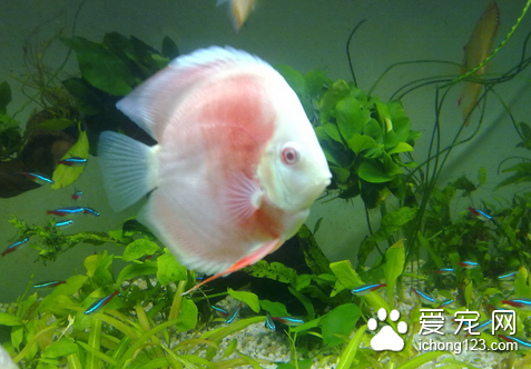 七彩神仙鱼得头洞病黑死病倒立病怎么办