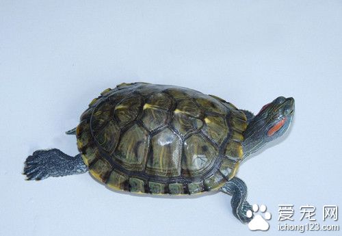 乌龟肠炎症状 乌龟肠炎发病原因及防治方法