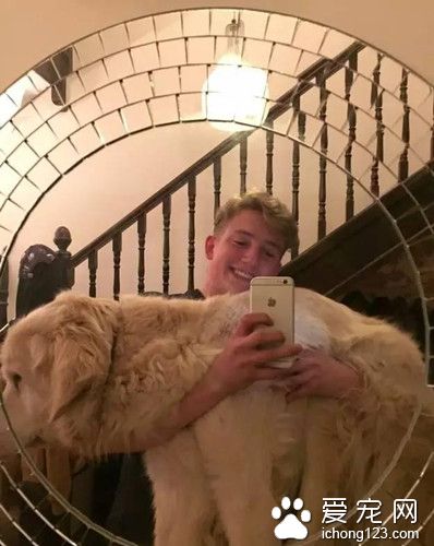 一只被预言会随时死去的狗狗，竟然坚持了13年