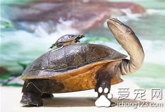 西氏长颈龟饲养 西氏长颈龟的室内饲养注意事项