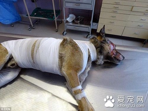 着火时忠犬忍痛往大火里跑 为叫醒主人它被严重烧伤