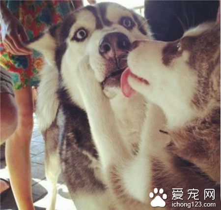 被强吻的哈士奇先森，明显是第一次的菜鸟，已经整个呆住了！！