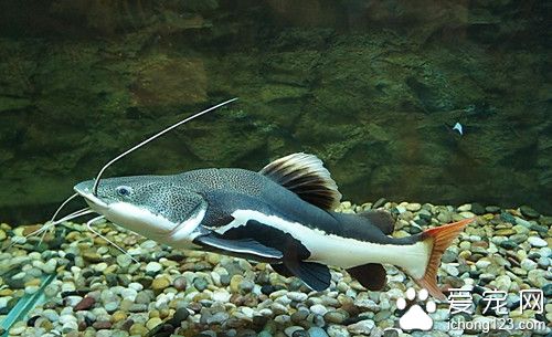 鱼怎么换水 该对水时却没空需要注意的事项