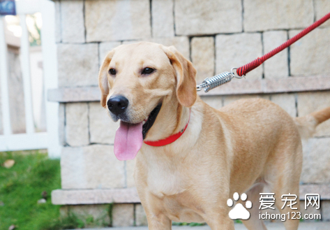 犬轮状病毒感染 消化道是本病的主要感染途径