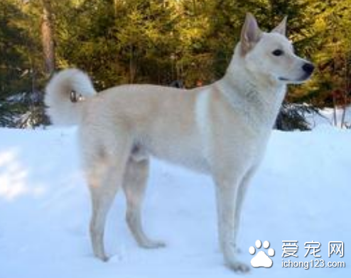 狂犬病能治吗 及时清洗伤口及时注射疫苗