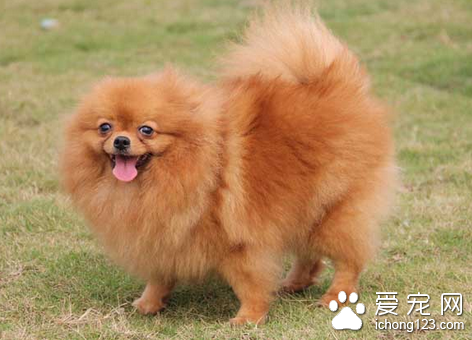 犬疱疹病毒感染 预防本病主要采取综合性措施