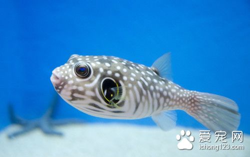 打捞网 怎么给鱼捞网需要注意的主要事项