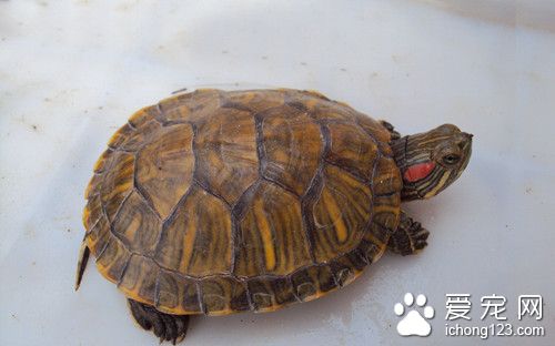 脂肪肝症状 乌龟脂肪肝性肝炎需要防治方法