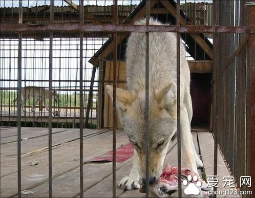 男子养7年爱狗竟是蒙古草原狼 分别时泪眼婆娑