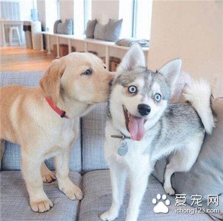 得到拉拉的青睐，二哈表示受宠若惊呢！