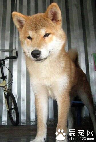 狗狗被捕兽夹夹坏双腿 伤口只剩白骨触目惊心