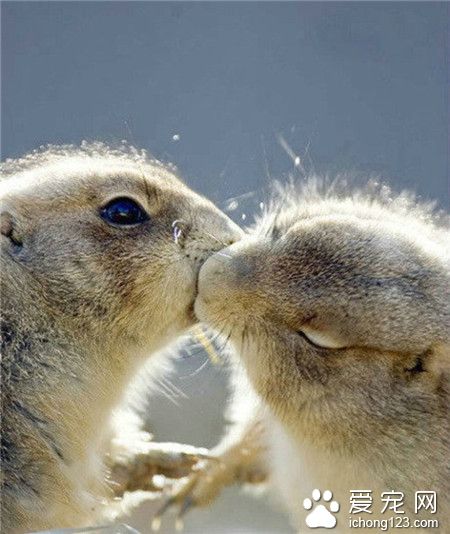 两只松鼠kiss，右边这只竟然闭眼了~