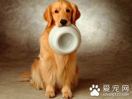 犬大肠杆菌病的防治 易发生在新生犬身上