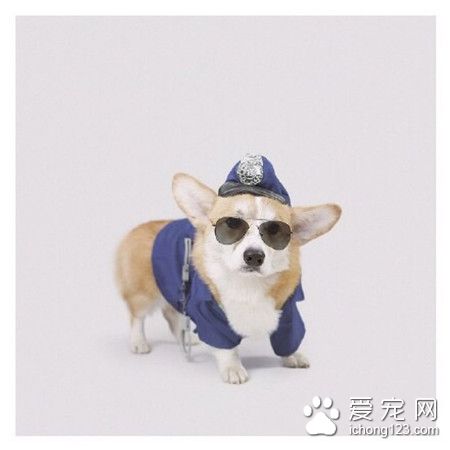 短腿小柯基，萌萌哒~