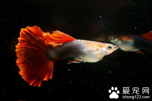 淡水鱼苗养殖 养好一缸中型淡水鱼注意的事项