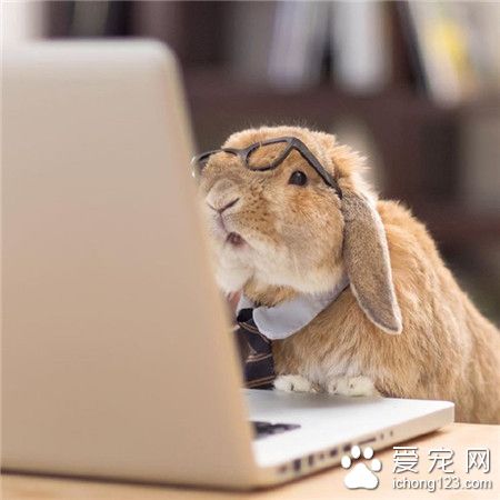 勤奋刻苦的兔星人~