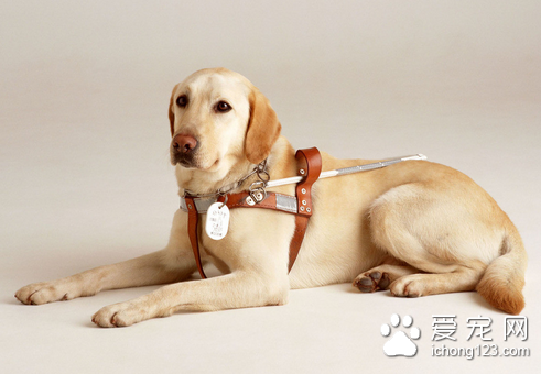 犬传染性肝炎治疗 是一种急性败血性传染病