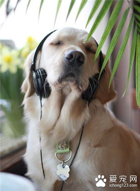 阿汪也是很懂音乐的呢！