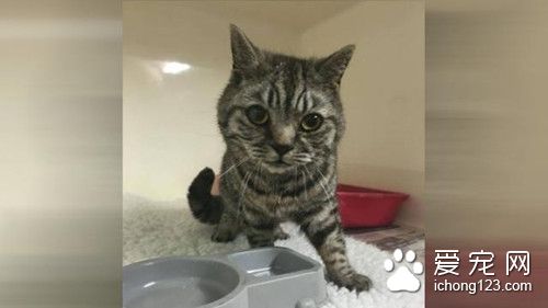 缺水缺粮11天 猫咪被锁在车内遭获救