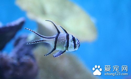 鱼受惊吓 鱼容易受惊需要注意的主要事项