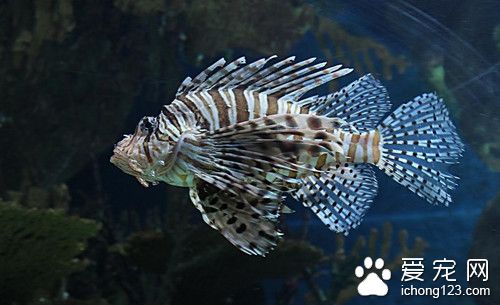 鱼饵料配方 鱼饵料暂时脱节需要注意事项