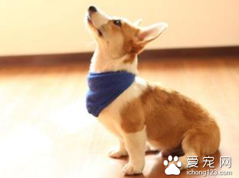 钩端螺旋体病 钩端螺旋体病是一种人兽共患病