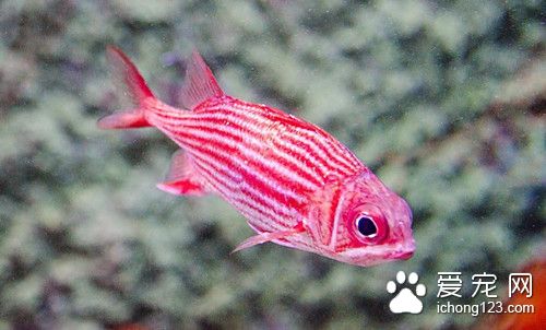 养鱼怎样养水 养鱼过程中怎么节水