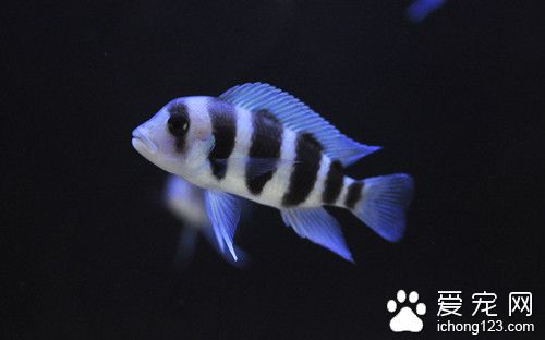 孔雀鱼长大 鱼长大拥挤需要解决的方法