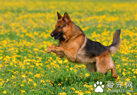 犬瘟热的治疗方法 定期预防接种加强消毒