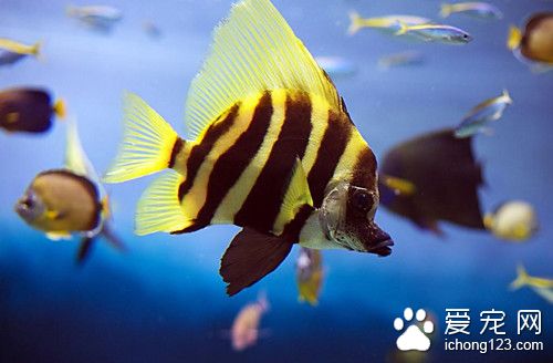 热带鱼怎么喂食 热带鱼怎么在旅行中携带