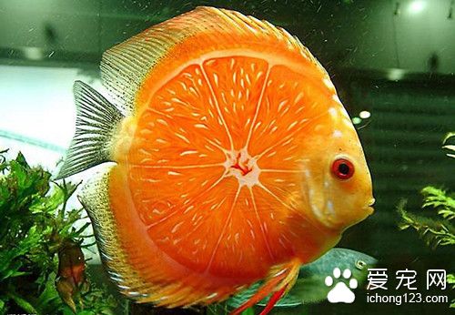 海水鱼怎么养 怎么辨别海水鱼的雌鱼和雄鱼