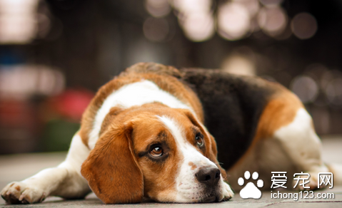 犬结核病 本病是由结核分枝杆菌所引起的