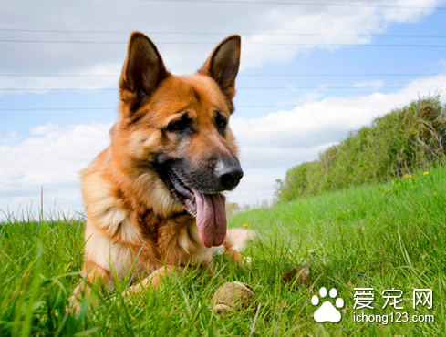 伪狂犬病的症状 对外界环境的抵抗力很强