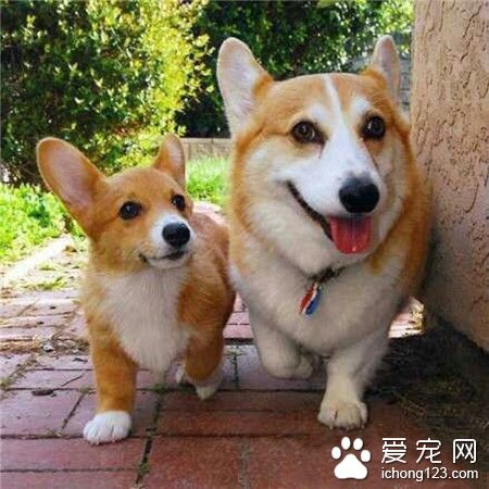 “你真能带我去吃好东西吗？” “恩，骗你是小狗！”