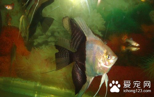 鱼死亡的原因 怎么防止鱼移入老水缸死亡