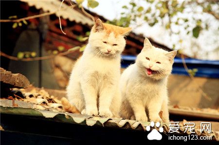 喵星人坏笑，有戏了。